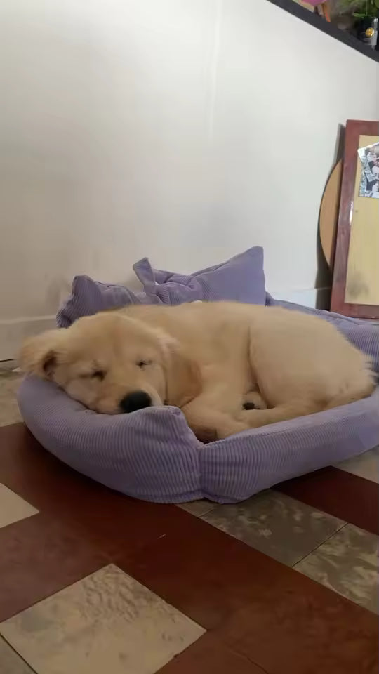 Dog lying on a purple pet bed in a room with a checkered floor.