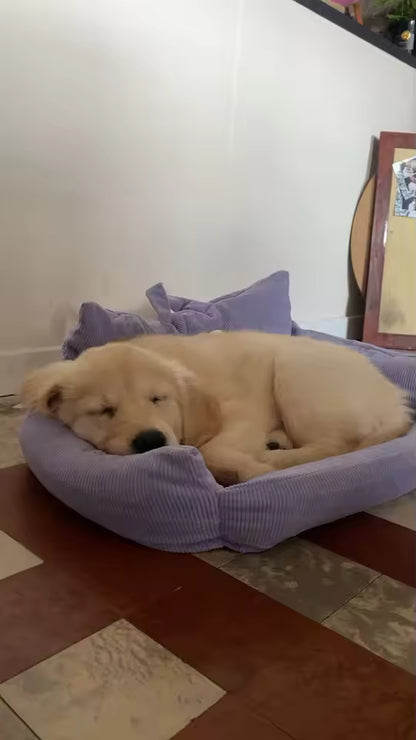 Dog lying on a purple pet bed in a room with a checkered floor.